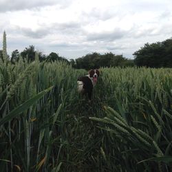 Dog standing amidst plants on field