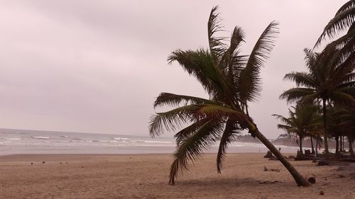 Palm trees on beach against sky