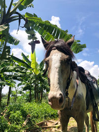 View of a horse against the sky