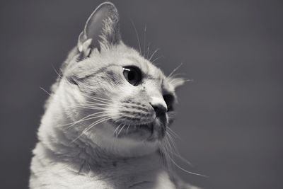 Close-up of cat looking away