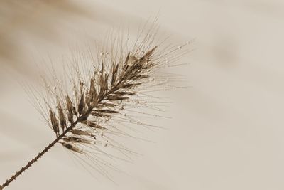 Close-up of dandelion against sky