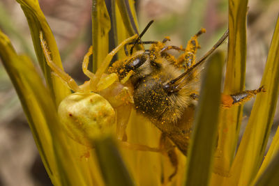 Close-up of bee pollinating on flower