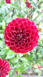 Close-up of red flower blooming outdoors