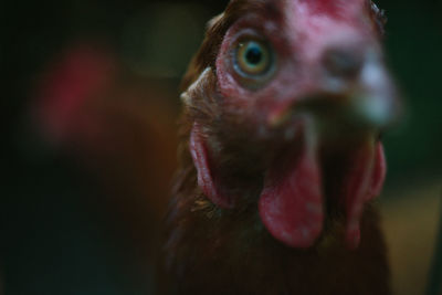 Close-up of a bird