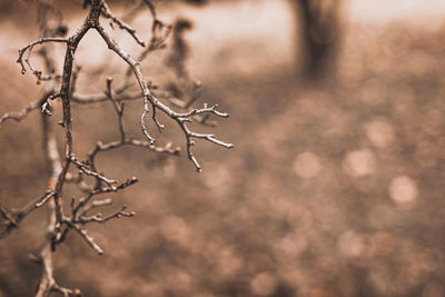 Close-up of dry plant during winter