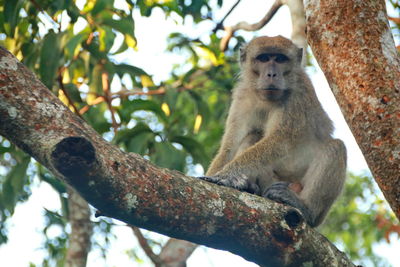 Low angle view of monkey sitting on tree