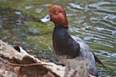Close-up of duck in lake