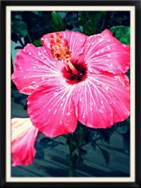 Close-up of pink hibiscus blooming outdoors