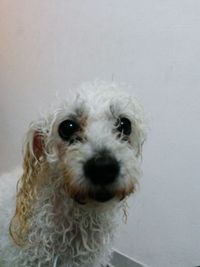 Close-up portrait of a dog