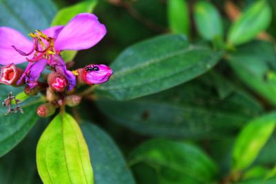 Close-up of insect on pink flower