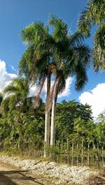 Low angle view of trees against sky