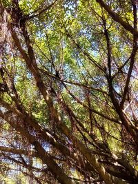 Low angle view of tree in forest