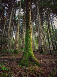 Low angle view of bamboo trees in forest