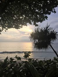 Silhouette tree by sea against sky at sunset