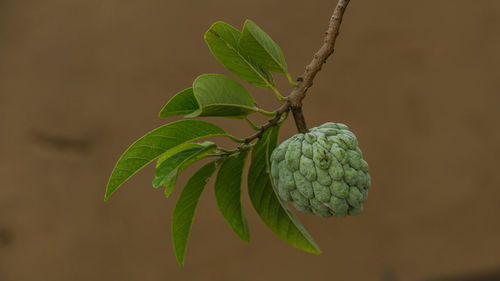 Close-up of plant