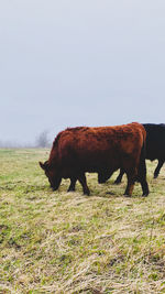 Horse grazing in field