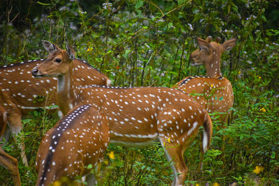 Deer in a field