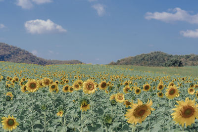 Close-up of yellow flowering plants on field against sky