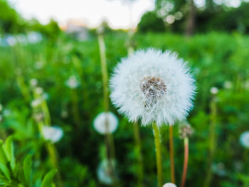 Close-up of dandelion flowers