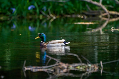 Ducks swimming in lake