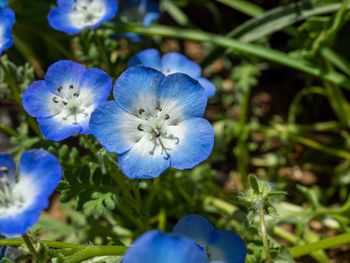 Close-up of blue flowering plant