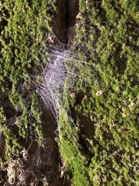 Close-up of spider web amidst plants in forest