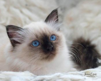 Close-up portrait of cat