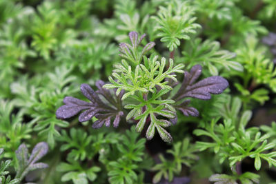 Tiny green seedling plants of verbena flowers growing.