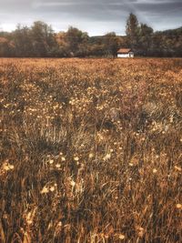 Crops growing on field against sky