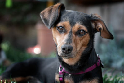 Close-up portrait of dog