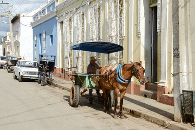 Horse cart on street in city