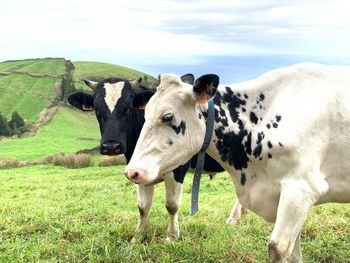 Cows in a field