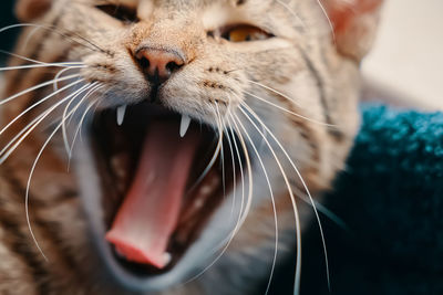 Close-up of a cat