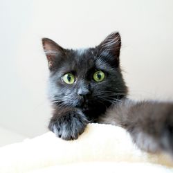 Close-up portrait of cat