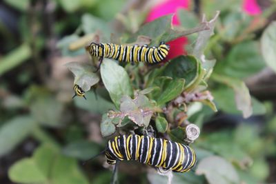 Close-up of insect pollinating flower