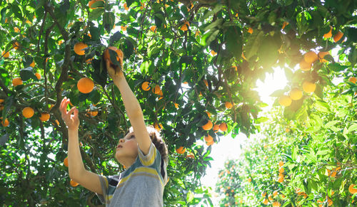 The boy reaches for a branch with bright oranges.