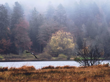 Scenic view of lake in forest