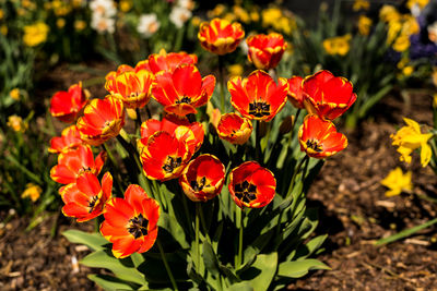 Close-up of red flowering plants on field