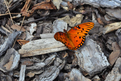 Close-up of butterfly