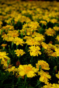Close-up of yellow flowering plants on field