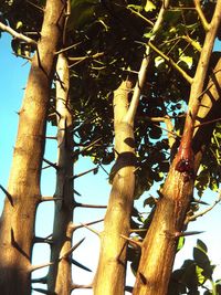 Low angle view of tree