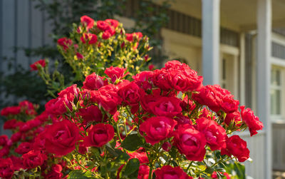 Close-up of red flowering plants