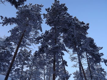 Low angle view of trees against clear sky