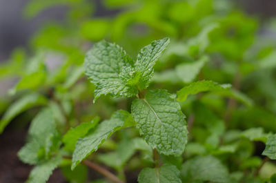 Close-up of green leaves