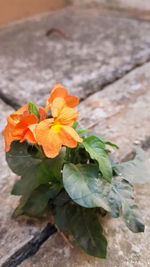 Close-up of orange flowering plant
