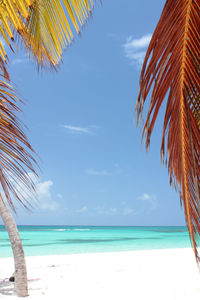 Palm tree by sea against sky