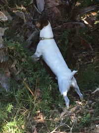 Close-up of white background