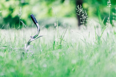 Close-up of grass on field