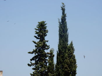 Low angle view of bird flying against clear blue sky