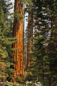 Trees in forest